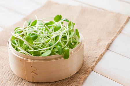 green young sunflower sproutsの写真素材