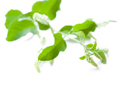 Byttneria flowerの写真素材