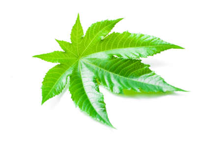 castor leaves on white backgroundの写真素材