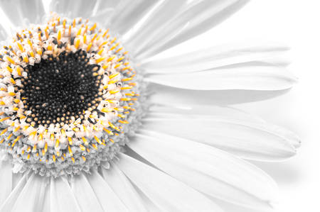 Gerbera flowersの写真素材