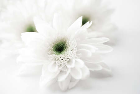 white flower in black and white toneの写真素材