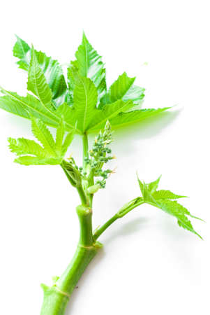 castor leaves on white backgroundの写真素材