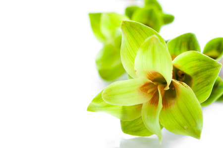Siam tulip or Curcuma flower isolated on white backgroundの写真素材