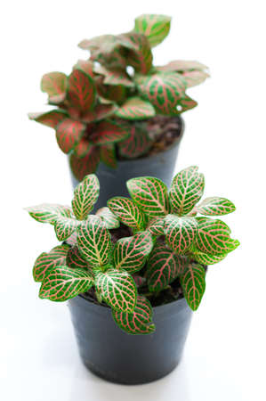 Fittonia verschaffeltii, pot plantの写真素材