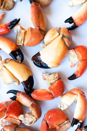 Boiled crab claw on white backgroundの写真素材