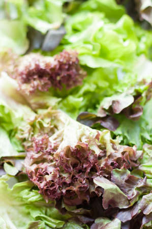 Salad mix with rucola, frisee, radicchio and lamb's lettuceの写真素材