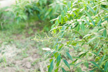 cajamanga fruit on the tree "caja manga, amborella or spondias dulcis"の写真素材