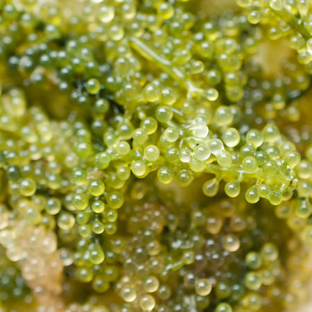 Seaweed Salad isolated on white background. Oval sea grapes seaweed. Healthy Food.の写真素材