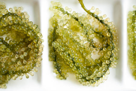 Seaweed Salad isolated on white background. Oval sea grapes seaweed. Healthy Food.の写真素材