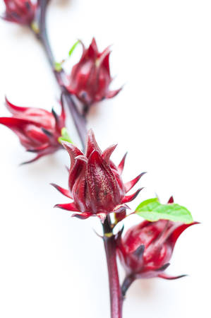 Hibiscus sabdariffa or roselle fruitsの写真素材