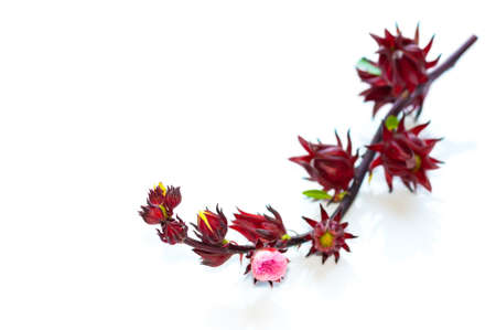 Hibiscus sabdariffa or roselle fruitsの写真素材