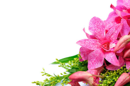 pink orchid flower backgroundの写真素材