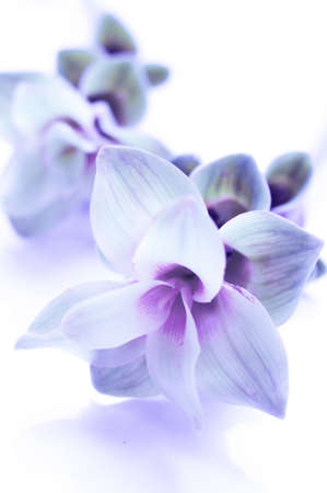 Siam tulip or Curcuma flower isolated on white backgroundの写真素材