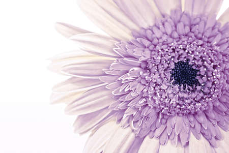 Daisy Gerbera Flower on white.の写真素材
