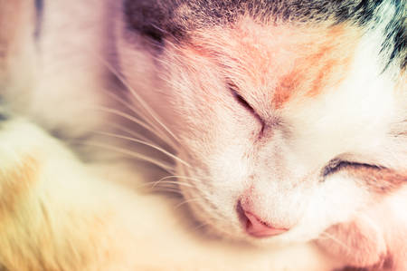 a cat sleeps on a floor, soft focusの写真素材