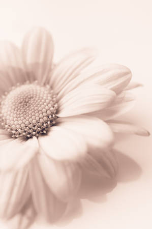 Beautiful chrysanthemum flower backgroundの写真素材