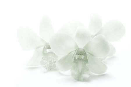 green orchid, flower backgroundの写真素材