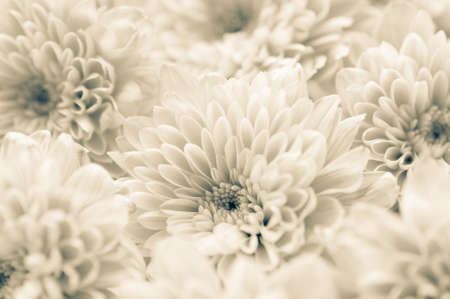 Pink Chrysanthemum flowersの写真素材