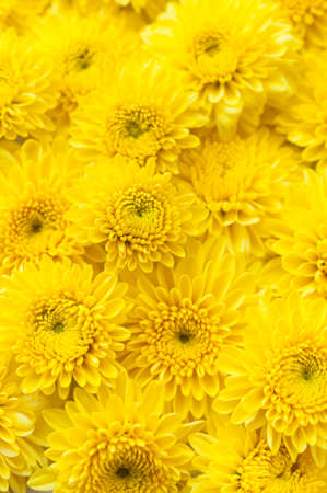 Yellow chrysanthemum flowers