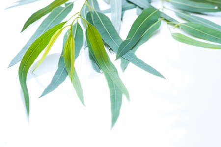 branch of fresh eucalyptus on white backgroundの写真素材