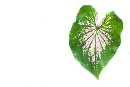 Caladium Leaves Close-up on tricolor caladium leavesの写真素材