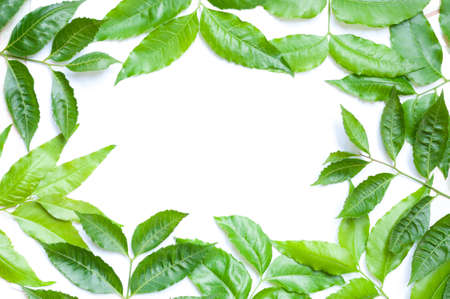 A branch of Azadirachta indica, neem tree showing compound leavesの写真素材