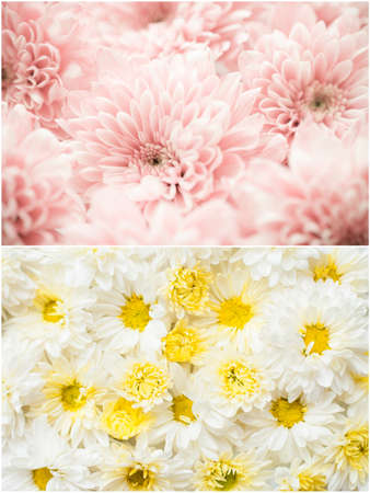 Pink Chrysanthemum flowersの写真素材