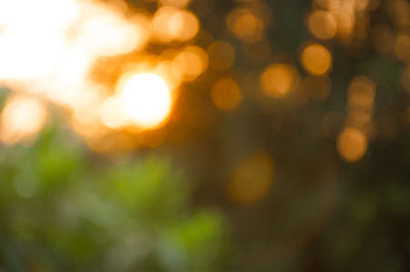Natural forest bokeh