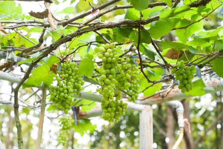 Two large bunches of red wine grapes hang from a vine, warm background color.