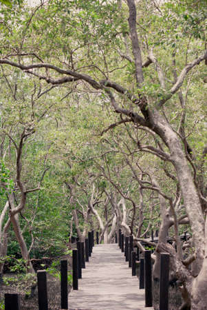 Long wood bridge in mangrove forest