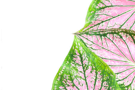 Caladium Leaves Close-up on tricolor caladium leavesの写真素材