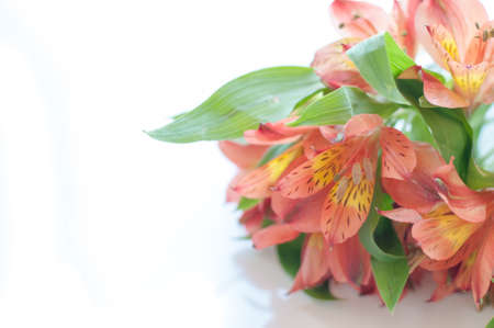 Alstroemeriaの写真素材