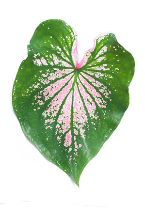 Caladium leaf isolated on white background.Caladium bicolor vent.の写真素材
