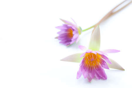 Purple lotus isolated on white backgroundの写真素材