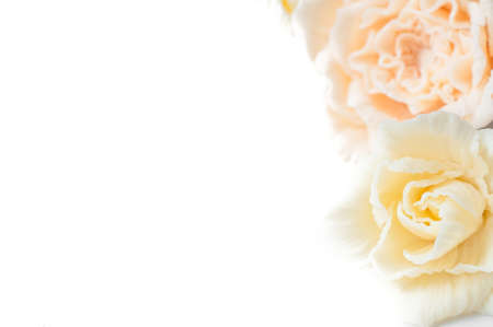 White Chocolate Flower isolated on white backgroundの写真素材