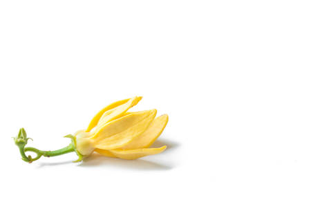 Ylang Flower isolated on white backgroundの写真素材