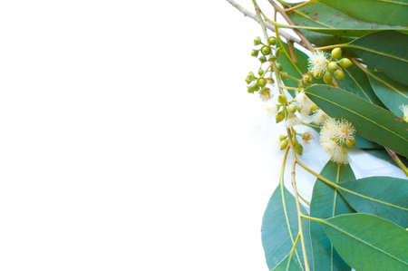 Branch of fresh eucalyptus on white backgroundの写真素材