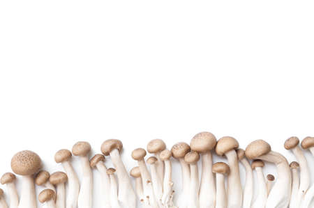 Mushroom isolated on white backgroundの写真素材