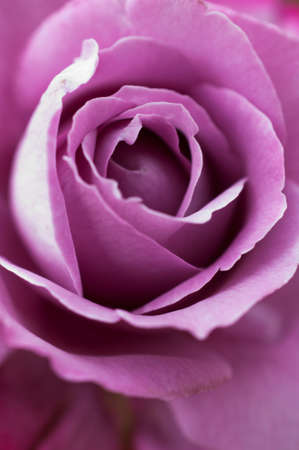 Violet rose petalの写真素材