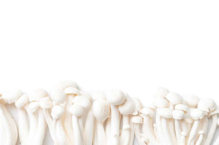 Mushroom isolated on white backgroundの写真素材