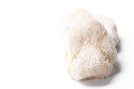 Lion mane mushroom isolated on white background.の写真素材
