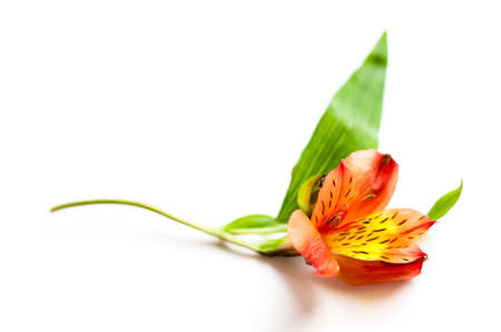 Alstroemeria flower close upの写真素材