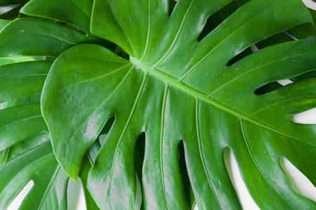 Green leaves of Philodendron Xanadu backgroundの写真素材