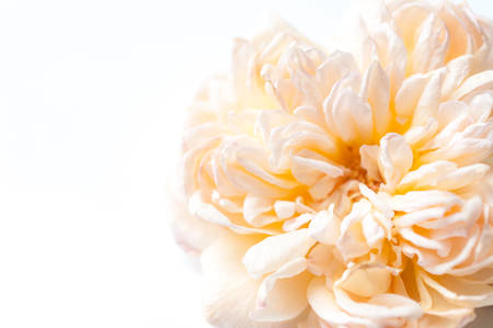 orange english rose isolated on white backgroundの写真素材