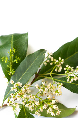 Chionanthus ramiflorus, small white flower isolated on white backgroundの写真素材