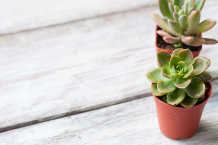 Green Succulent on wooden backgroiundの写真素材