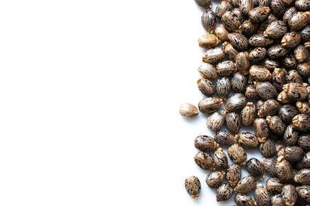 Castor beans with copy spaceの写真素材