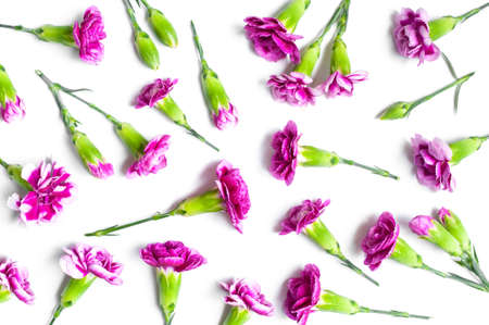 Pink carnation flower isolated on white backgroundの写真素材