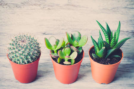 Cactus on wooden backgroundの写真素材
