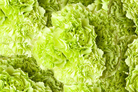 Green carnation flower backgroundの写真素材